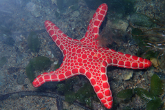 Pentagonaster duebeni