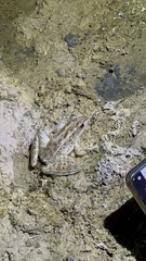 Lithobates brownorum