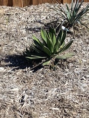 Agave univittata