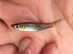 Fundulus lineolatus