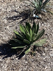 Agave univittata