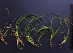 Carex breviculmis