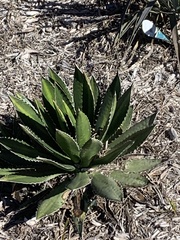 Agave univittata