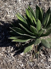 Agave univittata