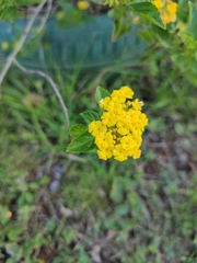 Lantana
