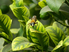 Sphex latreillei