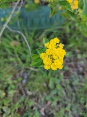 Lantana