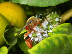 Sphex latreillei