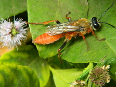 Sphex latreillei