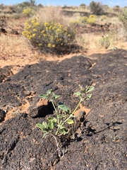 Acleisanthes chenopodioides