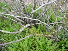 Caulanthus lasiophyllus