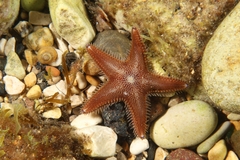 Astropecten spinulosus