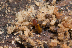 Laemophloeidae