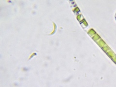 Monoraphidium contortum