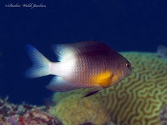 Stegastes partitus