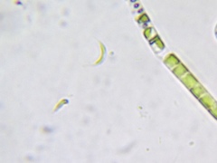 Monoraphidium contortum