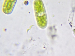 Monoraphidium contortum