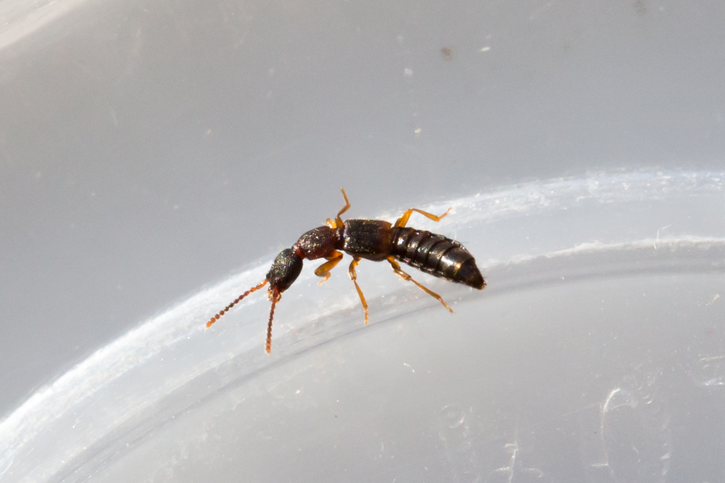 Sunius confluentus