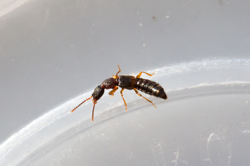 Sunius confluentus