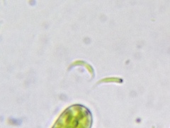 Monoraphidium contortum