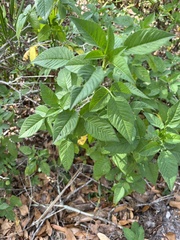 Bidens alba