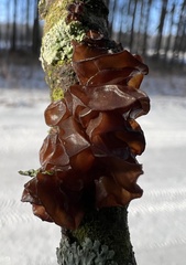 Auricularia angiospermarum