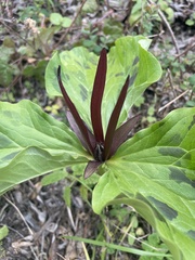 Trillium angustipetalum