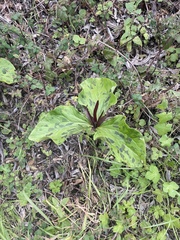 Trillium angustipetalum