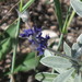 Pediomelum argophyllum - Photo (c) Carolannie--temporarily AWOL,  זכויות יוצרים חלקיות (CC BY-NC-ND)