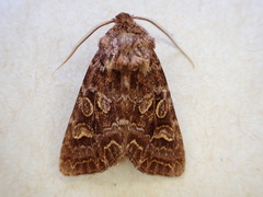 Ichneutica brunneosa