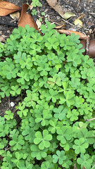 Oxalis