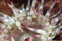 Periclimenes aegylios