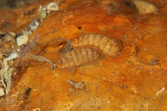 Lepidopleurus cajetanus