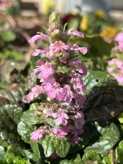 Ajuga