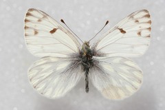 Pontia callidice