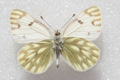 Pontia callidice
