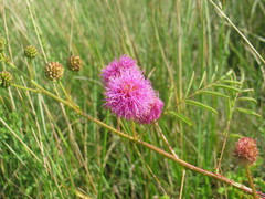 Mimosa nuttallii