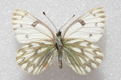 Pontia callidice