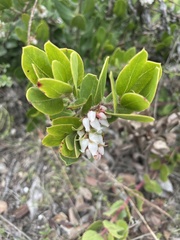Arctostaphylos crustacea
