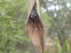 Phonognatha