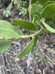 Arctostaphylos crustacea
