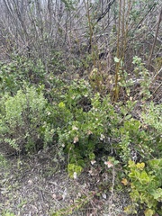 Arctostaphylos crustacea