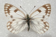 Pontia callidice
