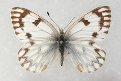 Pontia callidice