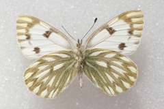 Pontia callidice