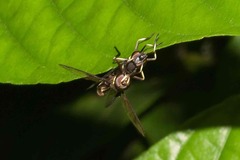 Salpingogaster