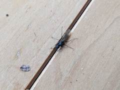 Camponotus pennsylvanicus