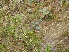 Thaumetopoea herculeana