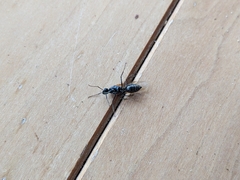 Camponotus pennsylvanicus