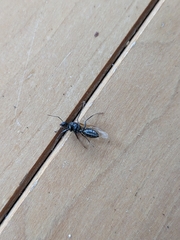 Camponotus pennsylvanicus